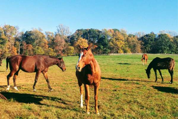 Orange County, VA Montpelier horses relocation guide cover photo